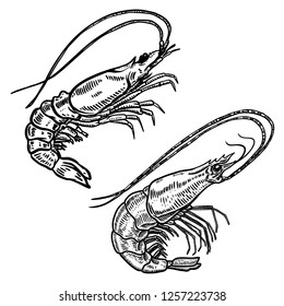 Illustration of shrimp in engraving style. Design element for logo, label, sign, poster, t shirt. Vector illustration