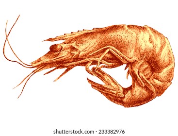 Illustration with shrimp. Hand draw.