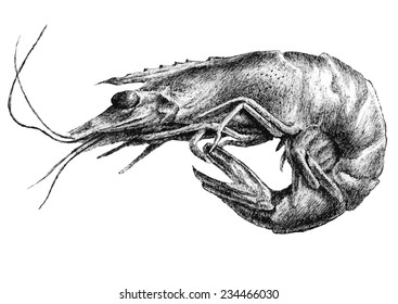 Illustration With Shrimp. Hand Draw.