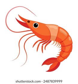  a illustration of a shrimp with white background.