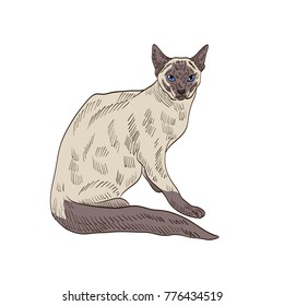 illustration of a Siamese cat 2