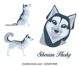 Illustration of a Siberian Husky in standing and sitting position, portrait on a white background