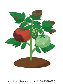 Illustration eines kranken Tomatensetzlings