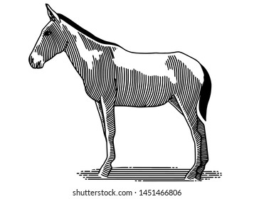 Illustration of the side of a mule standing.