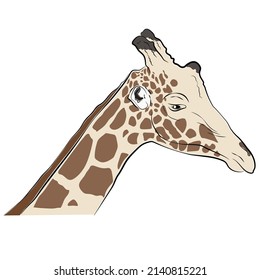 Illustration of side view giraffe face.