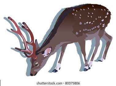 illustration with sika deer isolated on white background