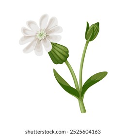 Ilustração de Silene latifolia, comumente conhecida como campão branco, isolada sobre fundo branco.