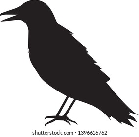 Illustration of a silhouette of a raven on a white background