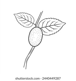 illustration of silkworm cocoon, vector art.