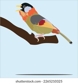 illustration of the silver eared Mesia bird is a species of bird in the Timaliidae family which is characterized by silver plumage on the side of the head