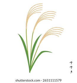 Illustration of silver grass, one of the seven autumn herbs