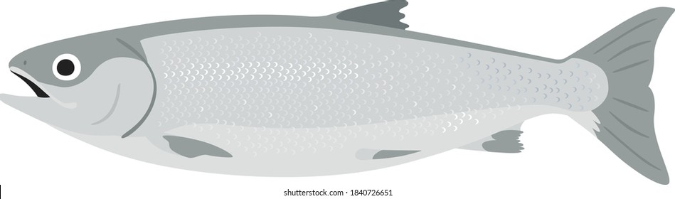 Illustration of Silver Salmon. A female salmon with a plump belly.