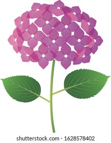 Illustration of simple and cute hydrangea