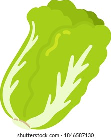 Illustration of simple flat colored Chinese cabbage leaves