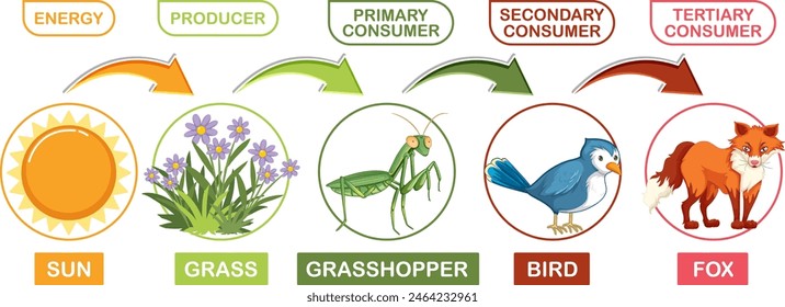 Illustration of a simple food chain