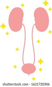 Illustration of simple healthy bladder internal organs / ejector