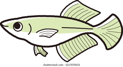 Illustration Of A Simple Hikari Killifish