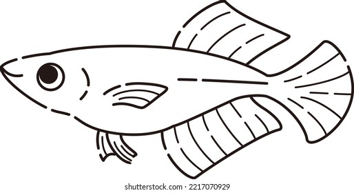 Illustration Of A Simple Hikari Killifish