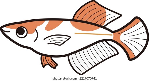 Illustration Of A Simple Hikari Killifish