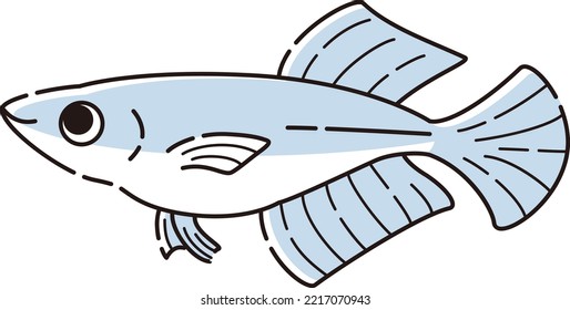 Illustration Of A Simple Hikari Killifish