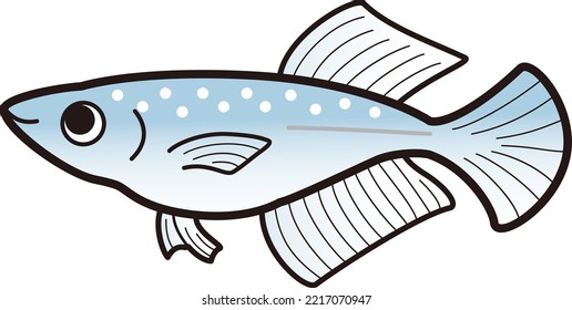 Illustration Of A Simple Hikari Killifish