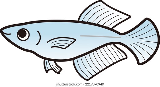 Illustration Of A Simple Hikari Killifish