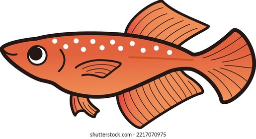 Illustration of a simple Hikari killifish