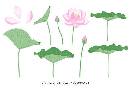 Illustration of simple lotus flower and leaves