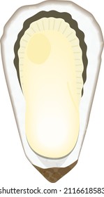 Illustration of a simple oyster