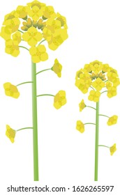 Illustration of simple rape blossom