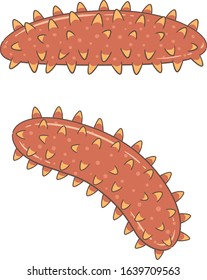 Illustration Of A Simple Sea Cucumber Drawn In Vector