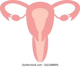 Illustration of simple uterus internal organs  genital organ