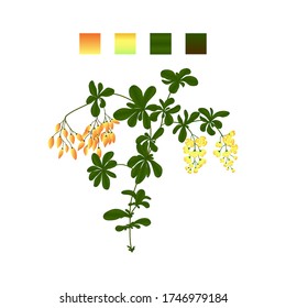 Illustration of a single barberry bush, botanical plant, flowering plant with green leaves and orange berries, holiday decoration or paper surface decoration