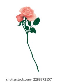 Illustration of a single beautiful rose with a touch of watercolor. Red rose isolated on transparent. 