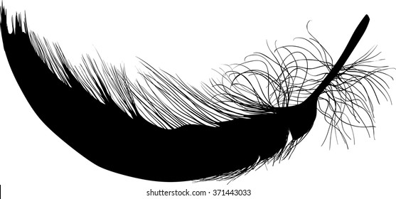 ilustración con una sola pluma negra sobre fondo blanco