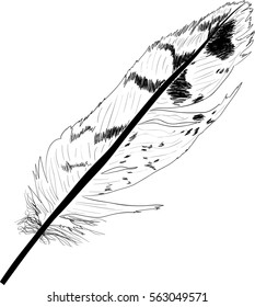 illustration with single black feather sketch on white background