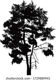 ilustración con una silueta de pino negro aislada sobre un fondo blanco