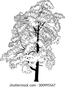 illustration with single black pine silhouette isolated on white background