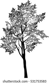 ilustración con una silueta de pino negro aislada sobre fondo blanco