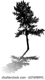 illustration with single black pine silhouette isolated on white background