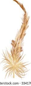 ilustración con una pluma marrón aislada en fondo blanco