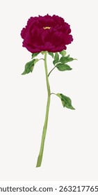 Illustration of a single burgundy peony with lush petals and green leaves. The peony stands tall, showcasing its vibrant burgundy color and elegant green leaves. Vintage art illustration vector.