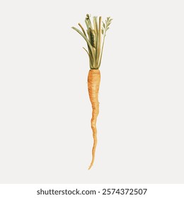 Illustration of a single carrot with green leaves. Carrot with detailed texture. Carrot on a light background. Carrot with long, slender shape. Isolated vintage art illustration vector element.