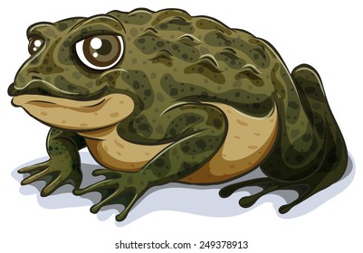 Illustration of a single close up toad