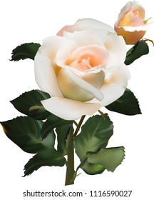 illustration with single cream rose flower isolated on white background