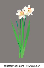 
Illustration Of A Single Daffodil