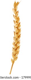 illustration with single ear of wheat isolated on white background