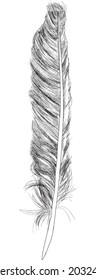 illustration with single feather sketch isolated on white background