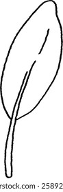 illustration of a single green leaf.