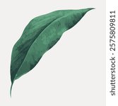Illustration of a single green leaf. The leaf is detailed, showing texture and shading. Green leaf on a light background. Simple, elegant leaf design. Vintage art drawing, isolated vector element.